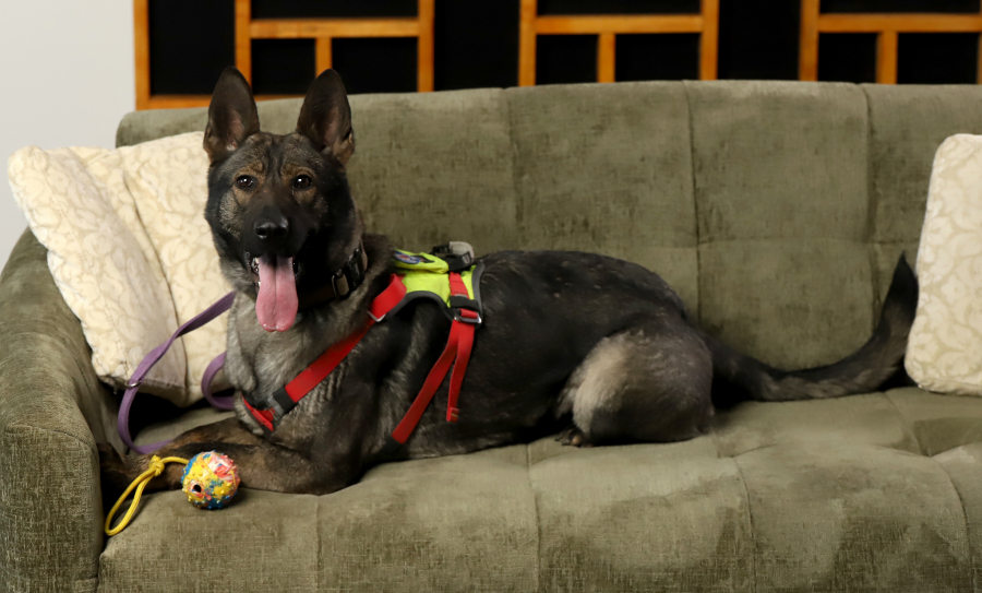 ikona dejan ševković