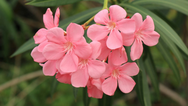 oleander