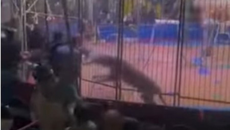 Napad lava na trenera u cirkusu