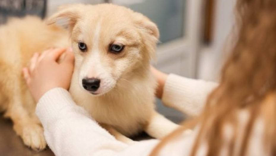 putin poklonio psa devojcici