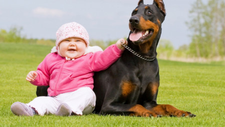 U vreme kada mnogi biraju rasne pse, porodica Sviličić iz Australije odlučila je da pruži dom psu iz azila – i ta odluka im je, bukvalno, spasila dete