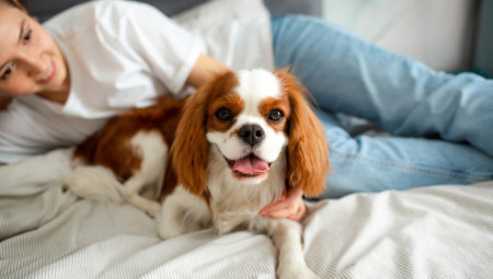 itanja o tome kako pas vidi ili da li psi vide boje, često se javljaju među vlasnicima pasa i ljudima koji su strastveni ljubitelji ovih životinja