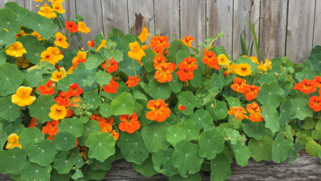 Iskusni baštovan Džozef Klark navodi da je prelepi dragoljub jeftino i korisno cveće koje se veoma jednostavno uzgaja.