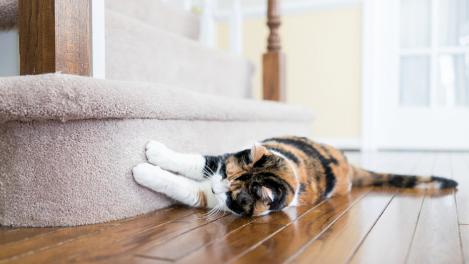 mačka grebe nameštaj