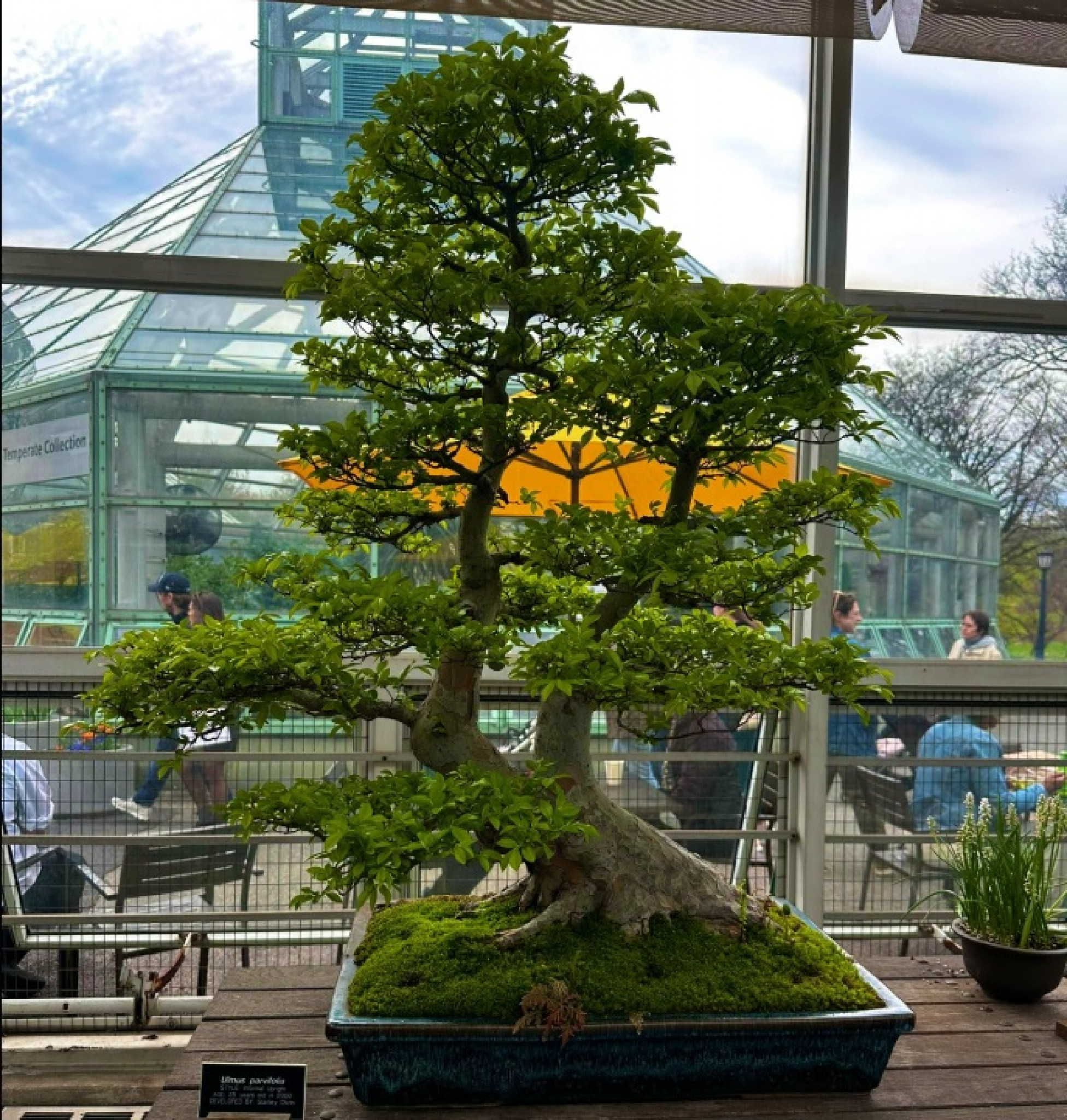 Bonsai