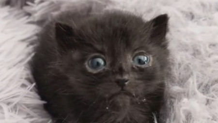 Mače iz Brazila postalo je viralni hit na društvenim mrežama nakon što se rodilo sa jednim okom, zbog čega su ga korisnici interneta prozvali „kiklop mačak“