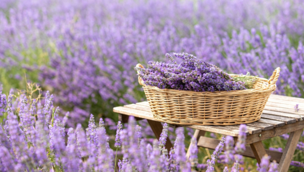 lavanda