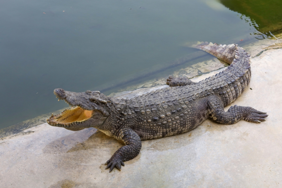 krokodil