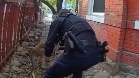 Jedan nestašni kengur napravio je pravu zbrku u Koloradu kada je po drugi put pobegao iz svog doma, nateravši policiju iz Duranga da ponovo krene u neobičnu poteru