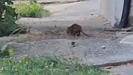 U Sarajevu, dok gradom vlada epidemija leptospiroze, pacovi veličine mačaka slobodno šetaju centrom grada.