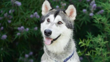 Četvorogodišnji pas Kobi, haski iz Filadelfije, postao je pravi heroj kada je svojim izuzetnim čulima otkrio opasnost koja je mogla ugroziti živote njegovih vlasnika i svih ljudi u okolini