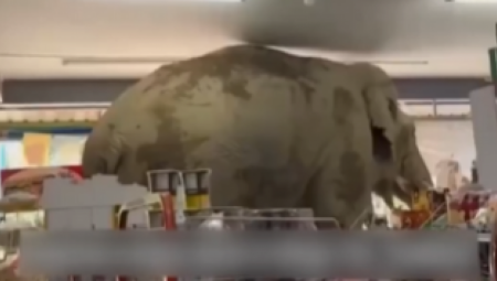 U jedan market na Talandu ušetao je slon i poslužio se izloženim grickalicama, pišu svetski mediji.