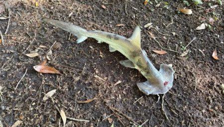 Neobičan incident u Južnoj Karolini