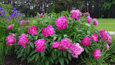 Baštovani koji žele da imaju živopisnu i šarenu baštu i nakon leta i jeseni mogu jednostavnom metodom da podstaknu cvetanje određenih biljaka.