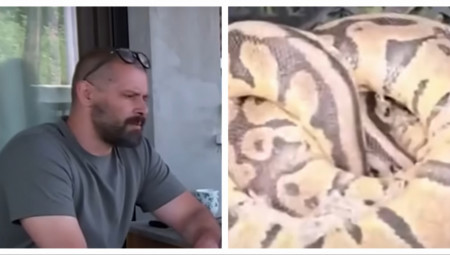 Zagrepčanin Aleksandar Bošnjaković je u naselju Dubrava za vreme šetnje sa psom pronašao kraljevskog pitona, kojeg je stavio u torbu i odneo kući, a onda je pozvao nadležne