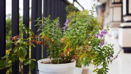 Uz pomoć nekoliko saveta lako ćete povratiti sparušene sobne biljke