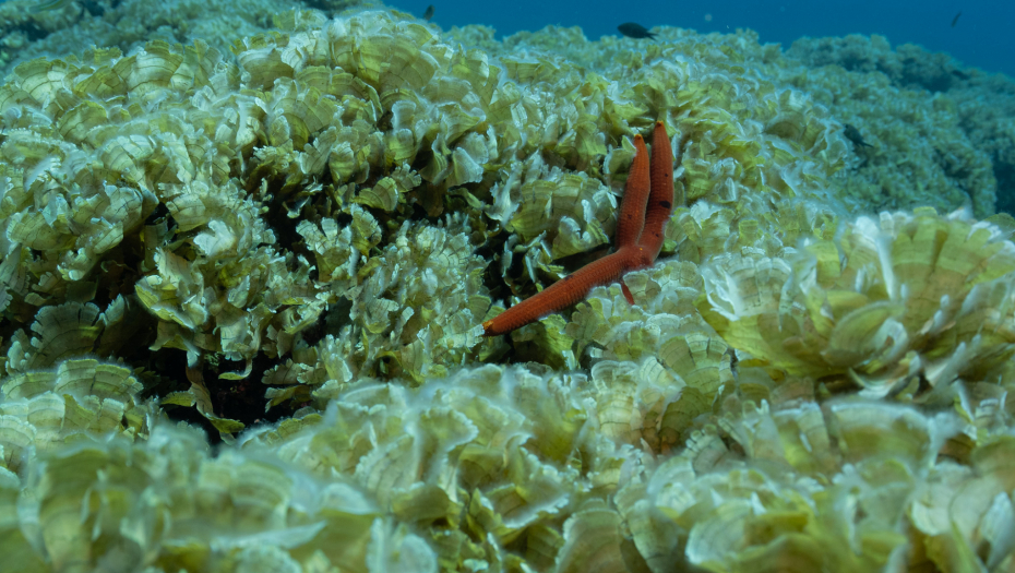 Printscreen/Facebook/Hrvatski Institut za okeanografiju i ribarstvo