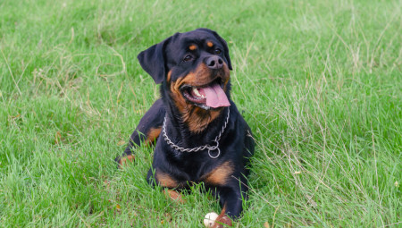 Videti agresivnog psa na ulici ili naići na čopor pasa lutalica može izazvati ozbiljan strah, ali stručnjaci upozoravaju da panika nije rešenje