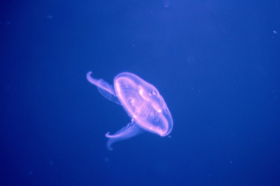 meduza