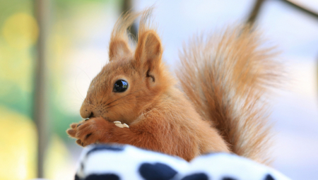 U San Rafaelu u Kaliforniji agresivna veverica ne prestaje da napada ljude.