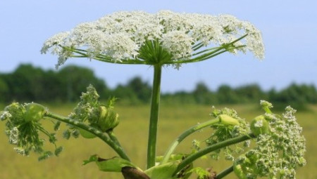 U Srbiji je na području pančevačkog rita počelo suzbijanje autohtone divlje buljne vrste Heracleum sosnowsky.