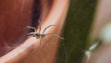 Videti pauka u kući kako šeta po zidu ili visi iz ćoška svakako nije najprijatniji prizor