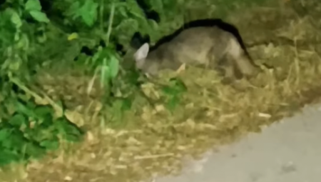 U večernjim satima jedan timočki pustolov prolazeći kolima kroz Vlaško Polje kod Knjaževca u Zaječarskom okrugu primetio je vrlo neobično stvorenje koje mu je preseklo put više puta.