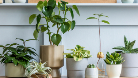 Stručnjaci su izdvojili sobne biljke koje su posebno otporne na topao i suv vazduh.