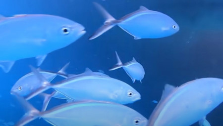 Za sve koji imaju strah od mora i morskih dubina, novi viralni snimak sa Bahama dodatno podiže tenziju