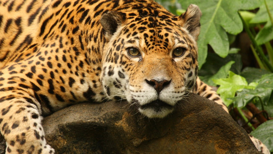 jaguar