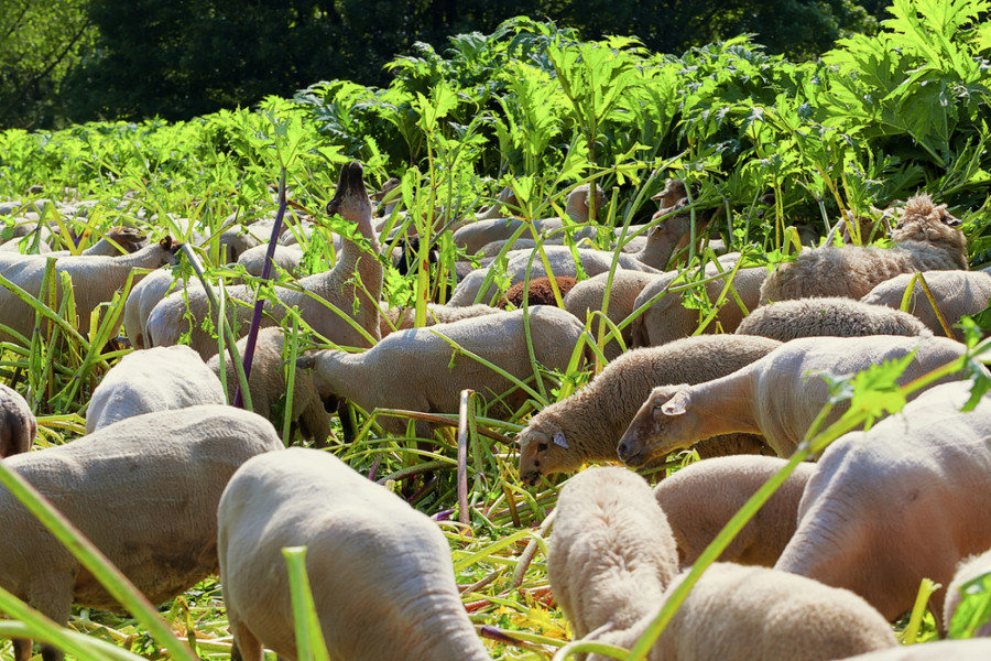 Heracleum mantegazzianum