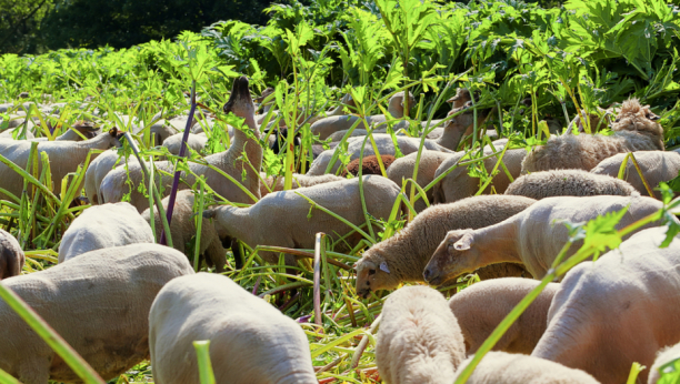 Heracleum mantegazzianum