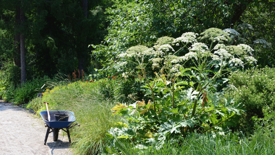 Heracleum mantegazzianum