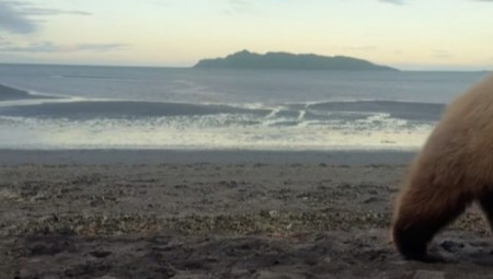 Dok je kampovao na zabačenoj obali Aljaske, iskusni vodič i profesionalni fotograf Kejsi Kuper doživeo je ono što većina ljudi ne bi ni u snu poželela - blizak susret s jednom od najopasnijih zveri Severne Amerike. I ostao živ da ispriča šta se dogodilo