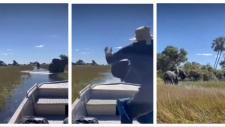 Britanske turiste su bili užasnuti kada je razjareni slon, štiteći svoju bebu, nasrnuo na njihov čamac i zamalo ga prevrnuo u reci punoj krokodila.  Prestravljeni putnici na rečnom safariju strahovali su za svoje živote nakon bliskog susreta sa ogromnom životinjom u delti reke Okavango, u Bocvani