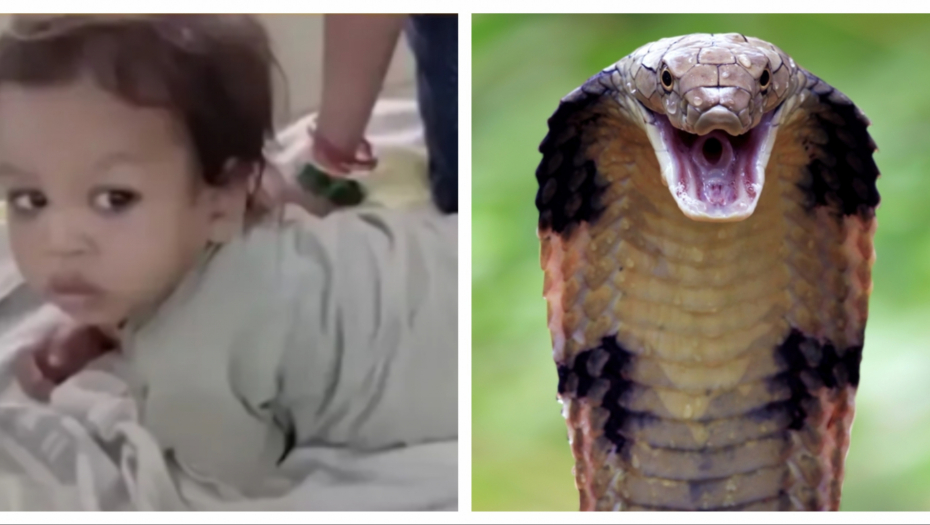 Foto: Alo ilustracija/Shutterstock/abp news/Printscreen