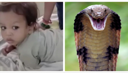 Neustrašivi dečak izgrizao je kobru nasmrt nakon što ga je zmija napala u Indiji