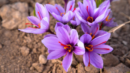 Avgust je idealan mesec za sađenje određenih vrsta cveća