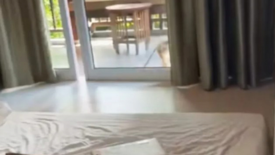 majmun u hotelskoj sobi