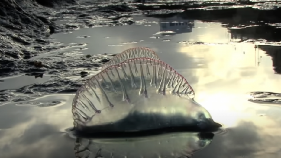 Portugalska krstarica