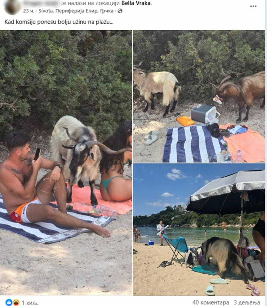 Koze na plaži u Grčkoj