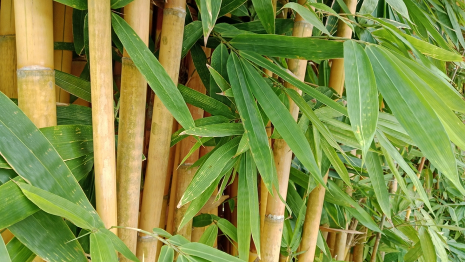 bambus
