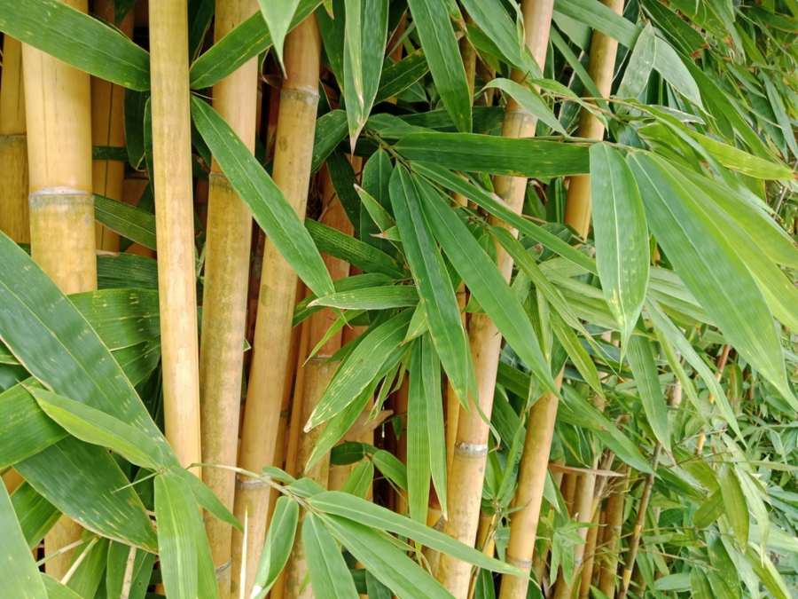 bambus