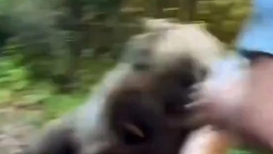 medved napao čoveka