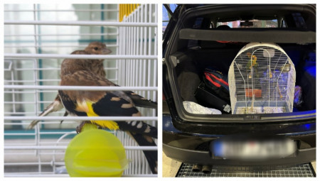 Carinski službenici Odeljenja za sprečavanje krijumčarenja sprečili su na graničnom prelazu Horgoš pokušaj krijumčarenja zaštićenih ptica, saopštila je danas Uprava carina.