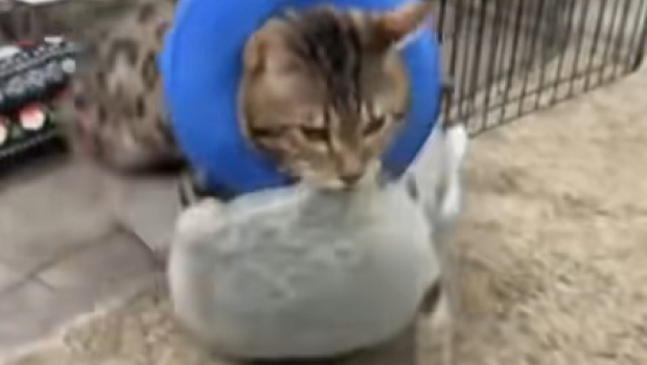 macka se probudila iz anestezije