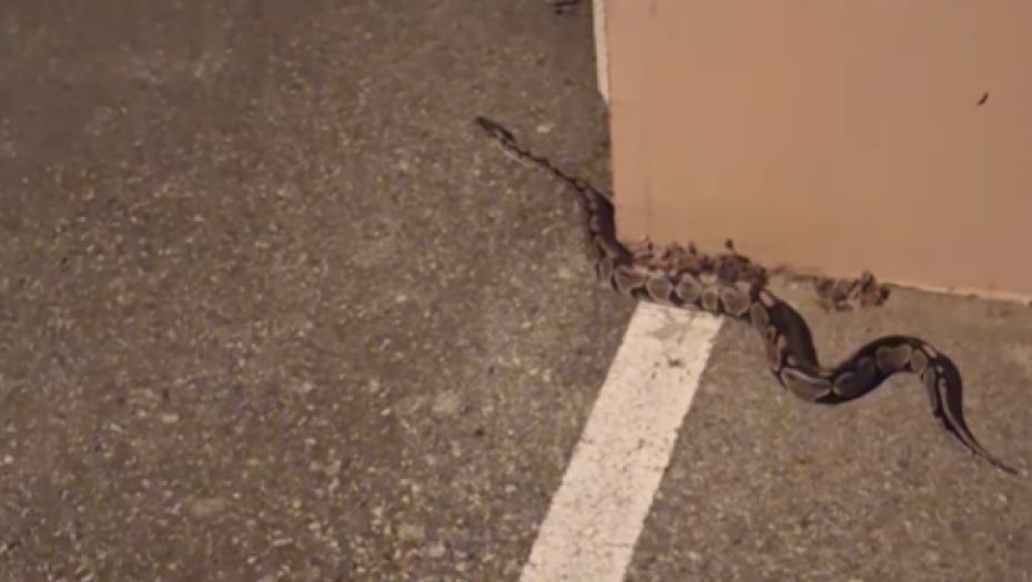 Printscreen/Facebook/Pre Drag Sam