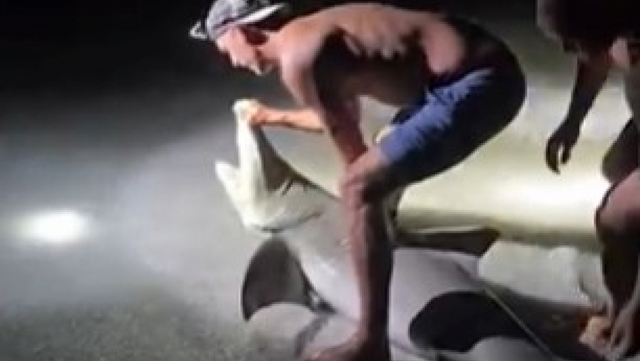 ajkula napala muškarca