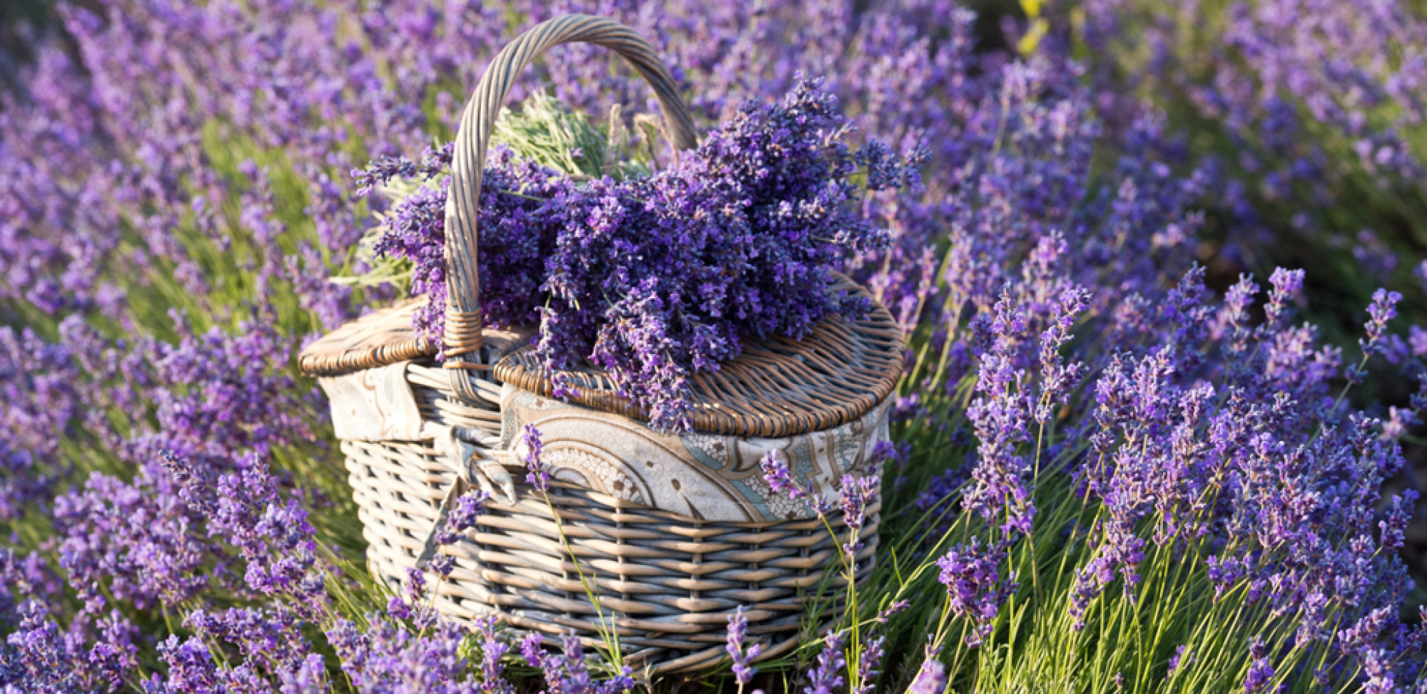 lavanda