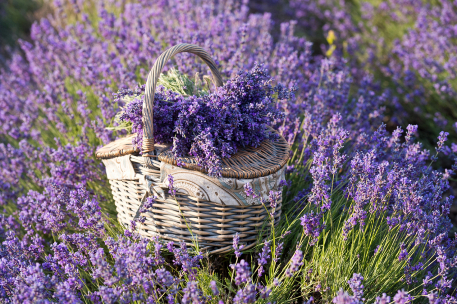 lavanda
